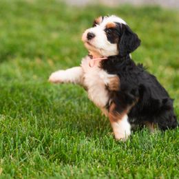 Bernedoodle and Goldendoodle Puppies from Sunnydoodle Utah