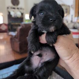 Joker - Black male Miniature Schnauzer puppy in Huron, Tennessee from Wilma's Paw-Paw Patch