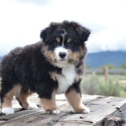 BTM-3 - Black tri male Miniature American Shepherd puppy in Baker City, Oregon from Back Country Aussies