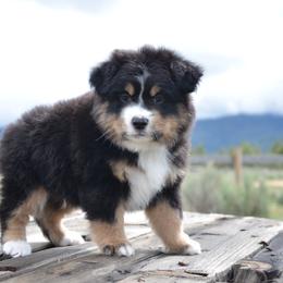 BTM-3 - Black tri male Miniature American Shepherd puppy in Baker City, Oregon from Back Country Aussies