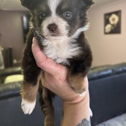 Sugar - Red tri female Toy Australian Shepherd puppy in Carlsbad, New Mexico from Carlsbad Toy Aussies