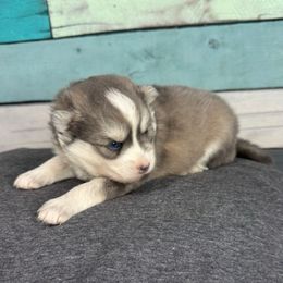 Sapphire possible waitlist hold - Blue female Pomsky puppy in Krum, Texas from Paw-Some Pomskies