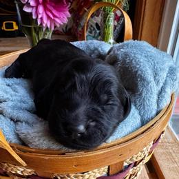 Toph - Black female Goldendoodle puppy in Glen Daniel, West Virginia from Dani’s Doodles