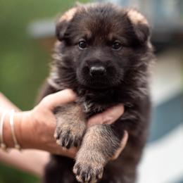 Kate - Sable female German Shepherd puppy in Berwick, Maine from Vom Rindahaus Shepherds