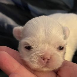 Ivory - White Pekingese puppy in Cumming, Georgia from Imperial Pekingese