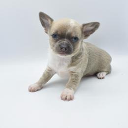 Phoenix - Merle female Chihuahua puppy in Bulls Gap, Tennessee from Smokey Mountain Chihuahuas