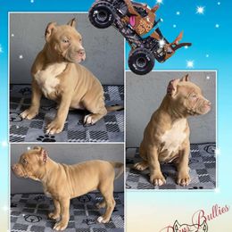 Scooby Doo - Red sable American Bully puppy in El Paso, Texas from PaPaws Gotta Love It Kennels