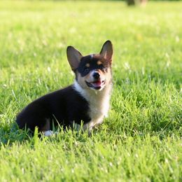 Girl 3 - Black and tan female Pembroke Welsh Corgi puppy in Ocala, Florida from Dolan Farms Corgis