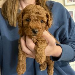 Gamora - Red  female Poodle puppy in Cedar City, Utah from Precious Paws Ranch