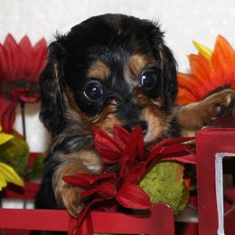 Drac - Dapple male Dachshund puppy in Corbin, Kentucky from White River Valley Kennel