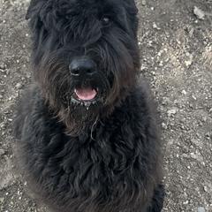 Zeus - Bouvier des Flandres
