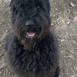 Zeus - Bouvier des Flandres