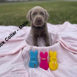 Dilute Retriever Puppies from Virdin’s Silver Labs