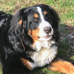 Oscar - Bernese Mountain Dog