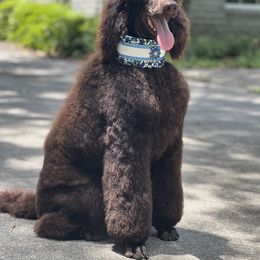 Labradoodle, Labrador Retriever, and Poodle All Grown Up from LLL Dog Ranch