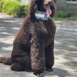 Labradoodle, Labrador Retriever, and Poodle All Grown Up from LLL Dog Ranch