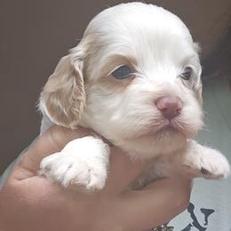 Lime Green Female - Red and white female Cockapoo puppy in Mocksville, North Carolina from Hunting Creek Farms