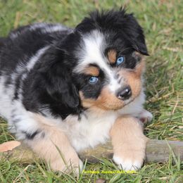 Legolas - Blue merle Miniature American Shepherd puppy in Hillsdale, Michigan from Faithwalk Aussies and Mini American Shepherds