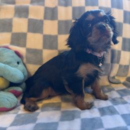 Liberty - Black and tan female Cavalier King Charles Spaniel puppy in Lawton, Oklahoma from Wild Wishes Cavaliers