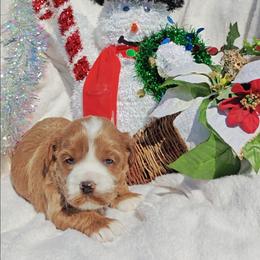 Carol - Red female Cavapoo puppy in Dallas, Texas from Halo's Heroes Doodles