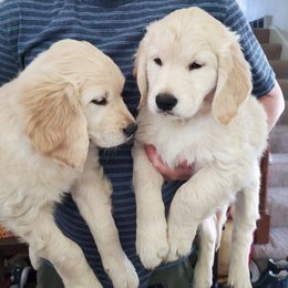 Golden Retriever Puppies from Golden Meadows of Utah