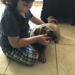Chinese Shar-Pei Puppies from HapPei House of Wrinkles
