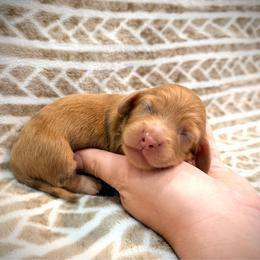 Sprout - Dapple male Dachshund puppy in Southwest Ranches, Florida from Breezy Florida Dachshunds