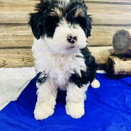 Max - Black tri-color male Aussiedoodle puppy in Hamilton, Michigan from White Pine Farm