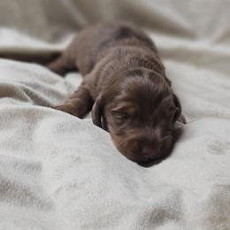 Theo - Dapple male Dachshund puppy in Anaconda, Montana from Montana Country Dachshunds
