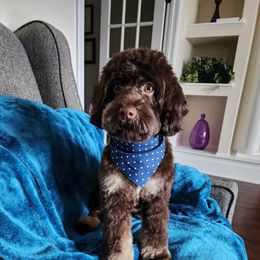 Australian Labradoodle, Cavapoo, and Cockapoo Puppies from Faith, Hope, and Doodles