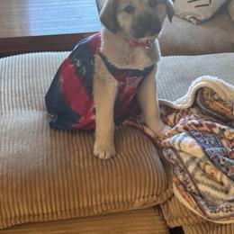 Anatolian Shepherd Dog Puppies from Mcginnis Guardian Dogs