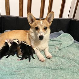 Great Dane, Irish Wolfhound, and Pembroke Welsh Corgi Puppies from Bre’s Bodacious’s
