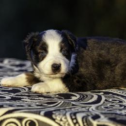 Boy 3 - male Miniature American Shepherd puppy in Franklinville, North Carolina from Fine Hill Miniature Americans