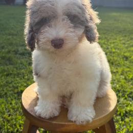 Blue Collar Boy - Merle male Goldendoodle puppy in San Augustine, Texas from Vintage Doodles