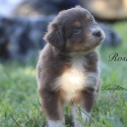 Australian Shepherd Puppies from Knight's Aussies
