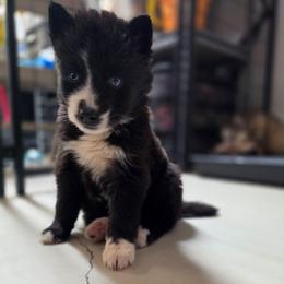 Mikasa - Black and white female Siberian Husky puppy in Buckeye, Arizona from Anime Huskies