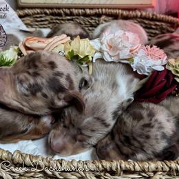 Luna - Dapple female Dachshund puppy in Fayetteville, West Virginia from Loop Creek Dachshunds