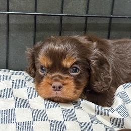 Green Boy - Chocolate male Cavalier King Charles Spaniel puppy in Ellisville, Mississippi from Malu Lani Cavaliers