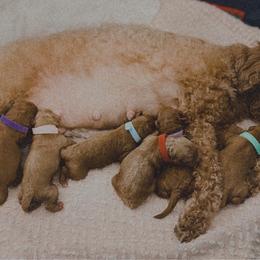 Dasher (red collar) - Red  male Goldendoodle puppy in Easley, South Carolina from Pawmetto Goldendoodles