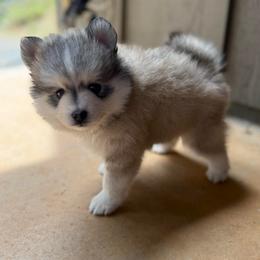 Lightning - Gray and white male Pomsky puppy in Grass Valley, California from Karalot Pomskies