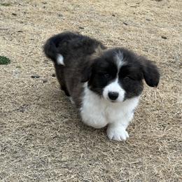 Gingerbread - Brindle and white male American Corgi puppy in Temple, Texas from Silver Moon Cardigan Corgis