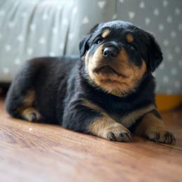 Rottweiler Puppies from TrenchtownRotties