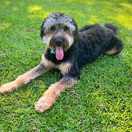 Assorted Doodle Crosses, Bernedoodles, and Goldendoodles from Curly Q’s Of Carlyss