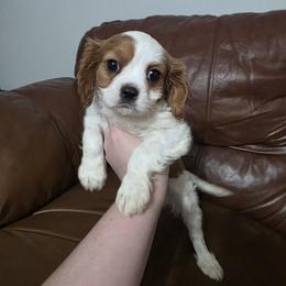 Male 1 - Blenheim male Cavalier King Charles Spaniel puppy in Unicoi, Tennessee from Unaka Mountain Corgis