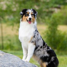 Australian Shepherds from Impact Australian Shepherds