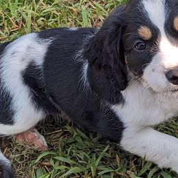 English Springer Spaniels from Sho-Me Springers