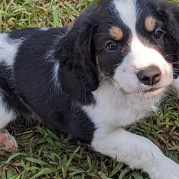 English Springer Spaniels from Sho-Me Springers