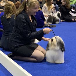 Havanese Puppies from SunWyst Havanese