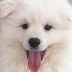 American Eskimo Dogs from California American Eskimo