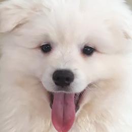 American Eskimo Dogs from California American Eskimo